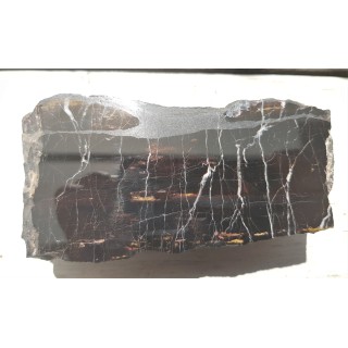 Piękne drewno skrzemieniałe z Okrzeszyna z karbońskiej arkozy