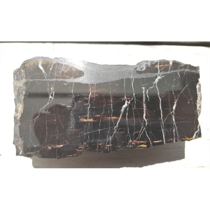 Piękne drewno skrzemieniałe z Okrzeszyna z karbońskiej arkozy