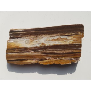 Drewno skrzemieniałe z miejscowości Pilce k. Kamieńca Ząbkowickiego