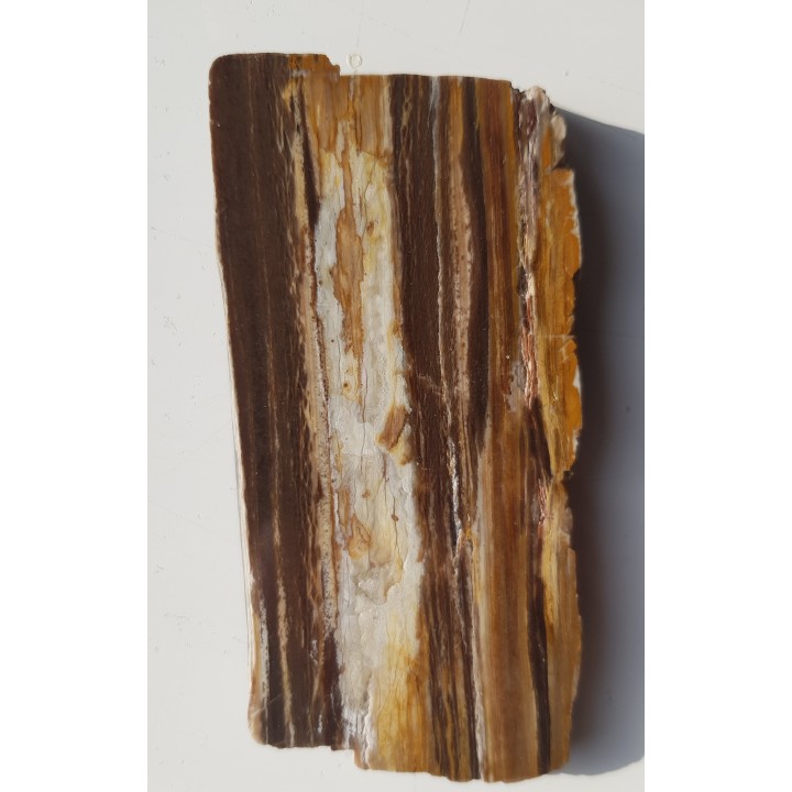 Drewno skrzemieniałe z miejscowości Pilce k. Kamieńca Ząbkowickiego