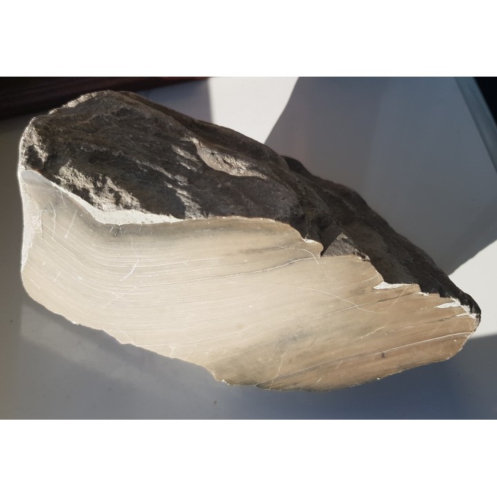 Duży stromatoporoid, eratyk, Mazury