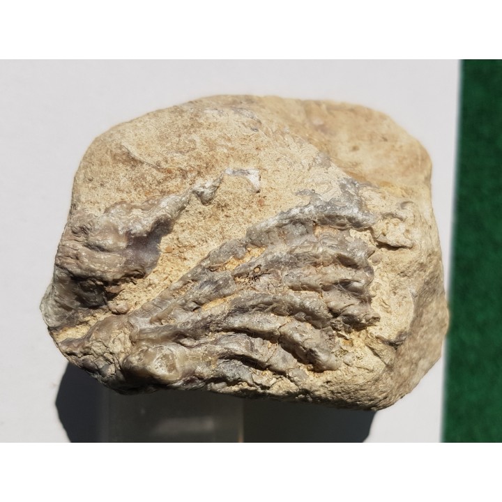 Małż, ostryga (?) w eratyku, miejsce znalezienia Szczecin