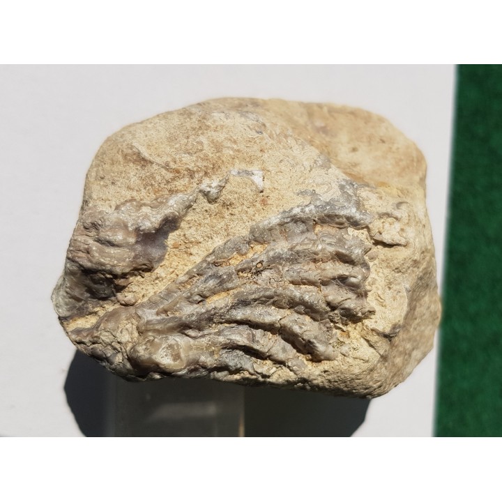 Małż, ostryga (?) w eratyku, miejsce znalezienia Szczecin