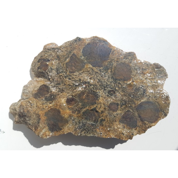 Polerowana płyta łupku z wielkimi granatami z Kamieńca Ząbkowickiego