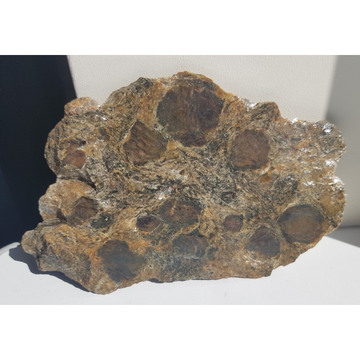 Polerowana płyta łupku z wielkimi granatami z Kamieńca Ząbkowickiego