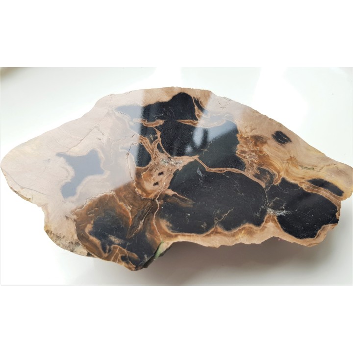 Drewno skrzemieniałe z miejscowości Pilce k. Kamieńca Ząbkowickiego