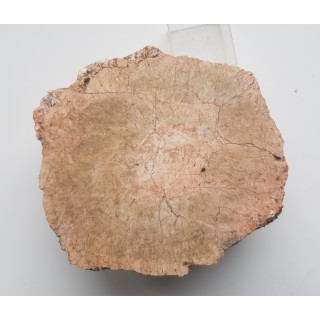 Granit kulisty (orbikularny) z Czarnego k. Jeleniej Góry