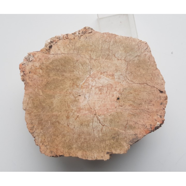 Granit kulisty (orbikularny) z Czarnego k. Jeleniej Góry