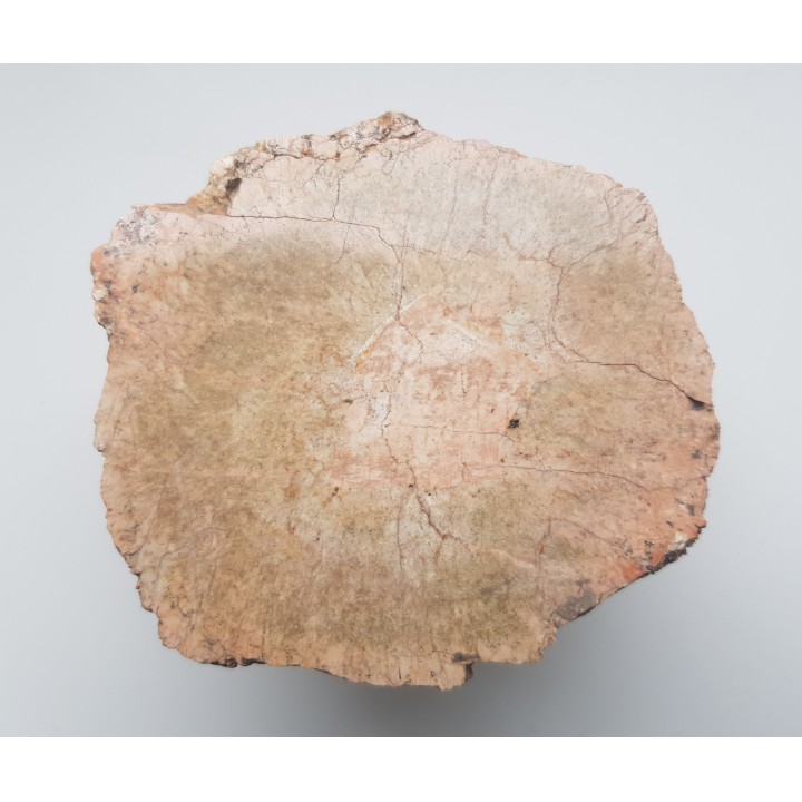 Granit kulisty (orbikularny) z Czarnego k. Jeleniej Góry