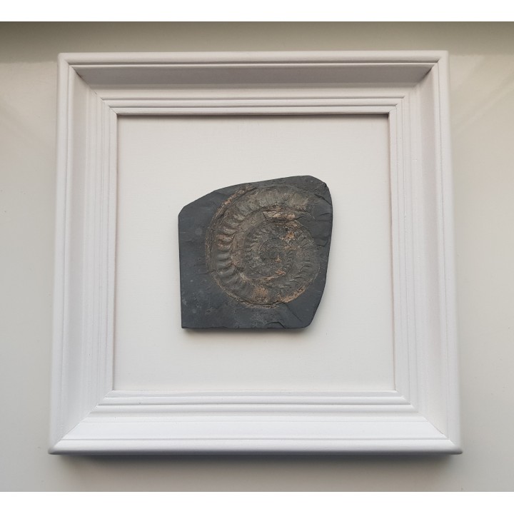 Obraz z amonitem jurajskim Na szczęście