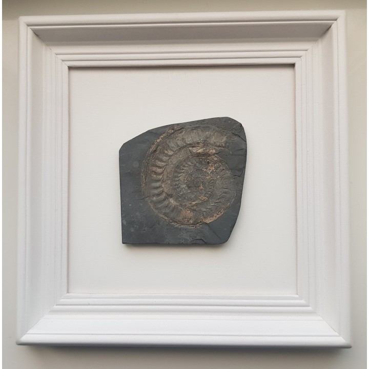 Obraz z amonitem jurajskim Na szczęście