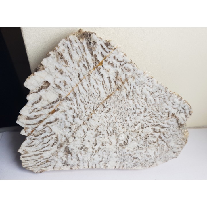 Plaster kamienia hebrajskiego z Piławy Grn.