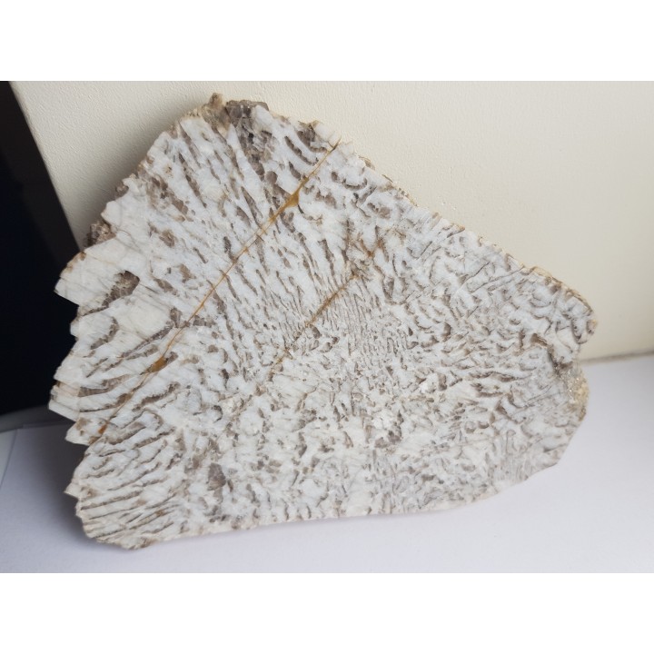 Plaster kamienia hebrajskiego z Piławy Grn.