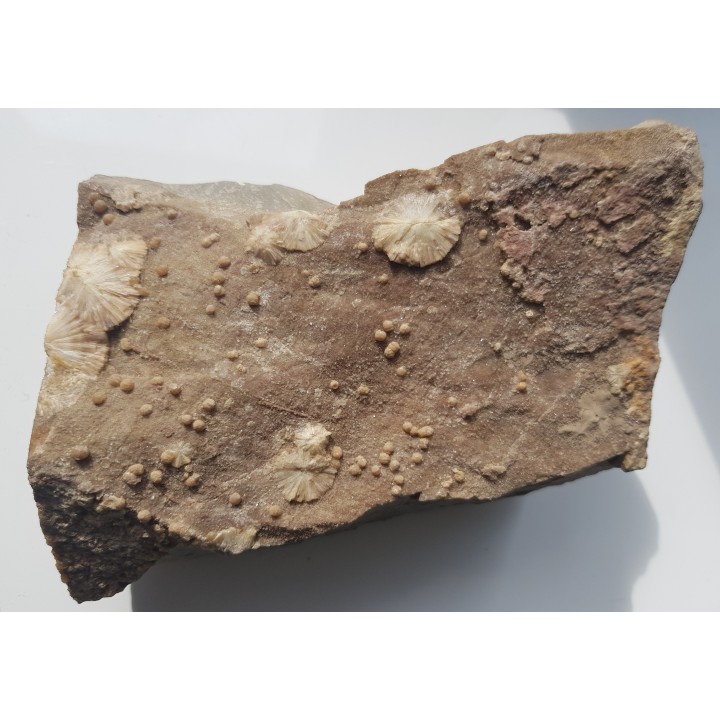 Wavellit z Wiśniówki k. Kielc