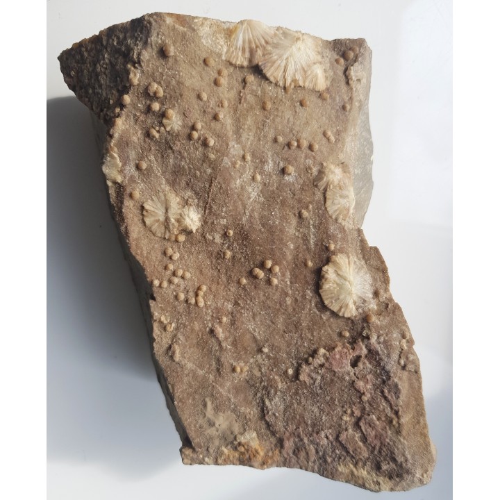 Wavellit z Wiśniówki k. Kielc