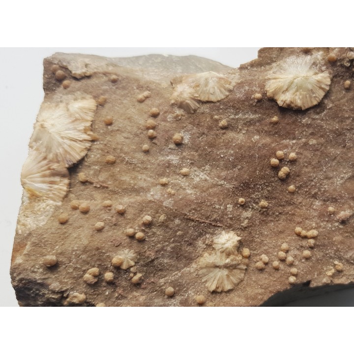 Wavellit z Wiśniówki k. Kielc