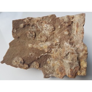 Wavellit z Wiśniówki k. Kielc