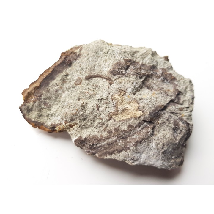 Stromatolit z Zawiercia