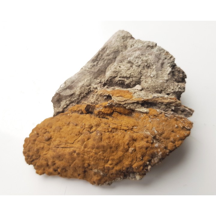 Stromatolit z Zawiercia