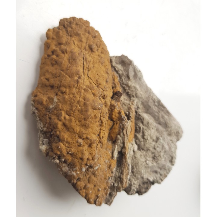 Stromatolit z Zawiercia