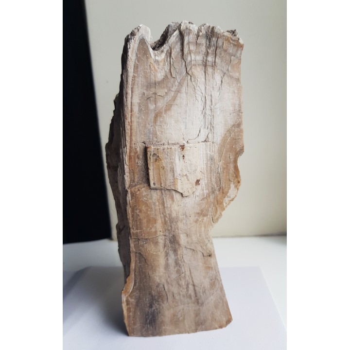 Mioceńskie drewno skrzemieniałe z Roztocza