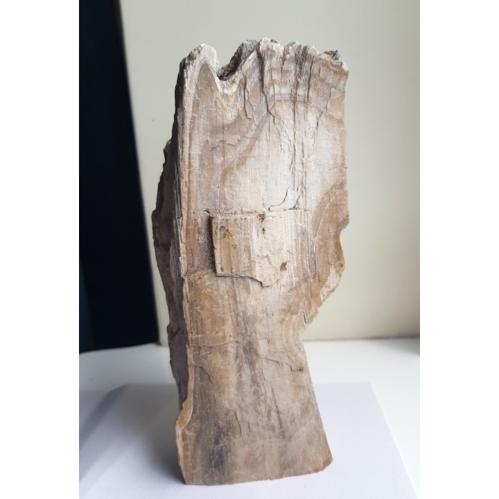 Mioceńskie drewno skrzemieniałe z Roztocza