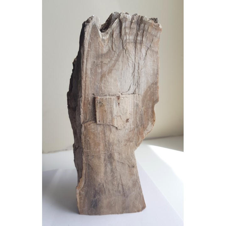 Mioceńskie drewno skrzemieniałe z Roztocza