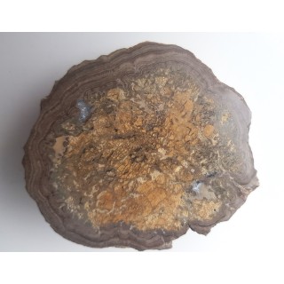 Stromatolit z okolic Zawiercia