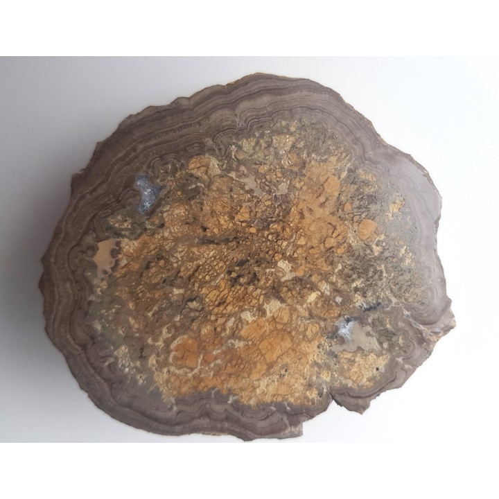 Stromatolit z okolic Zawiercia