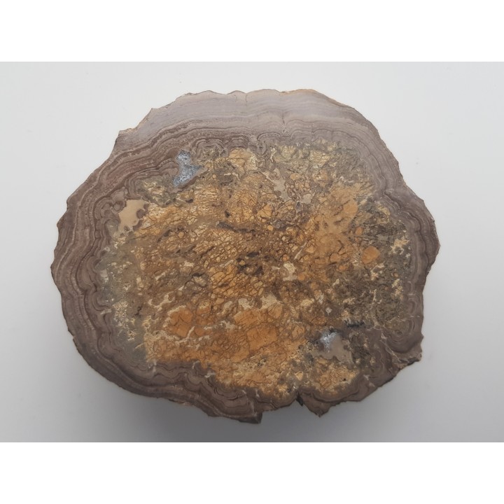 Stromatolit z okolic Zawiercia