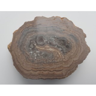 Stromatolit z okolic Zawiercia