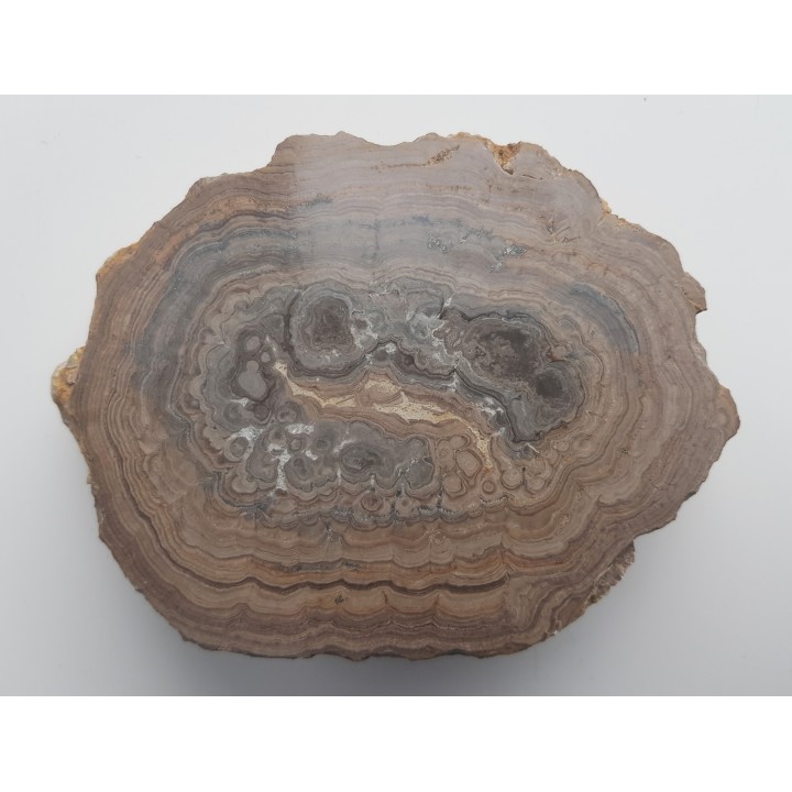 Stromatolit z okolic Zawiercia