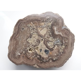 Stromatolit z okolic Zawiercia