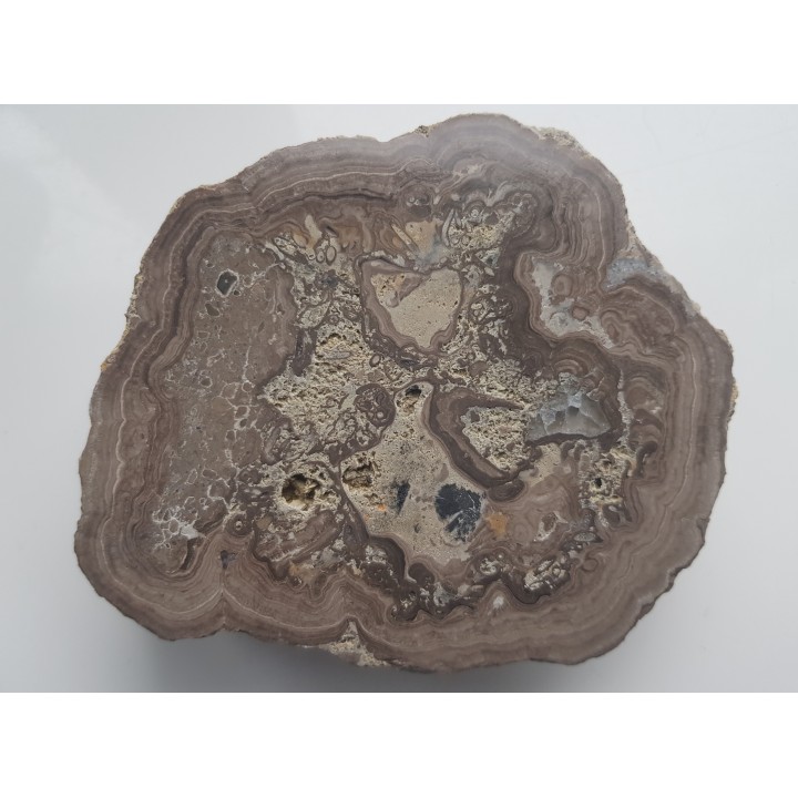 Stromatolit z okolic Zawiercia