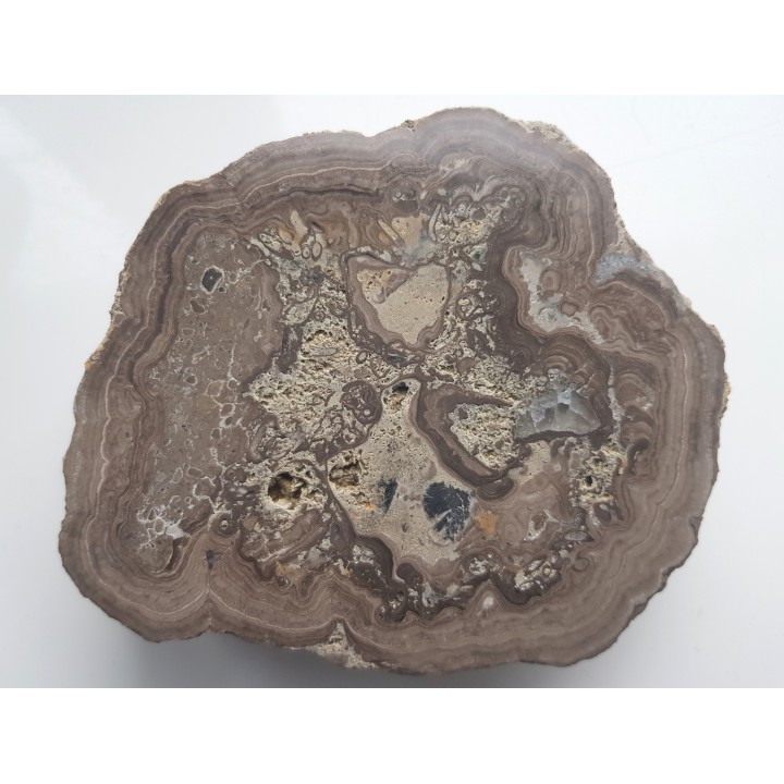 Stromatolit z okolic Zawiercia