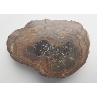 Stromatolit z okolic Zawiercia