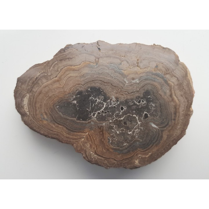 Stromatolit z okolic Zawiercia