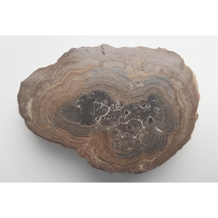 Stromatolit z okolic Zawiercia