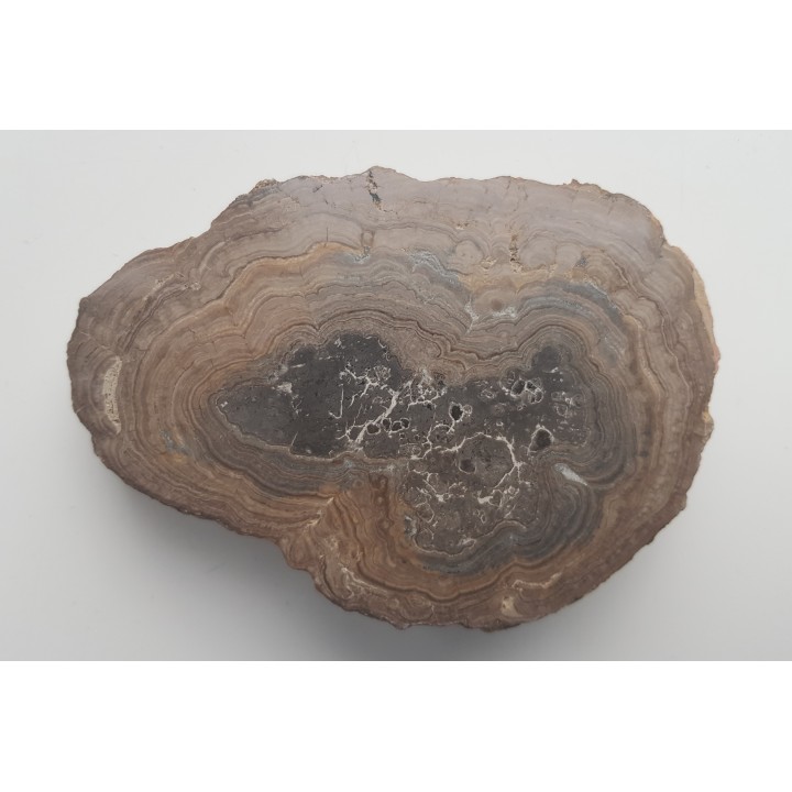 Stromatolit z okolic Zawiercia