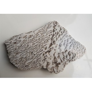 Plaster kamienia hebrajskiego z Piławy Grn.