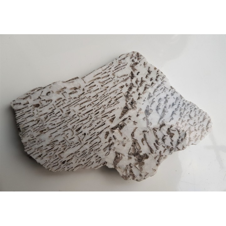 Plaster kamienia hebrajskiego z Piławy Grn.