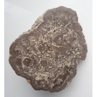 Stromatolit z okolic Zawiercia