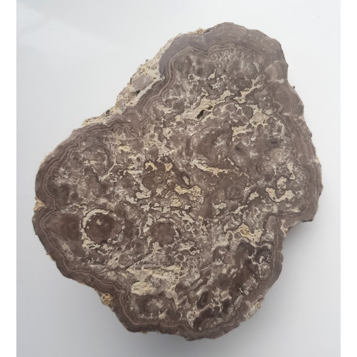 Stromatolit z okolic Zawiercia