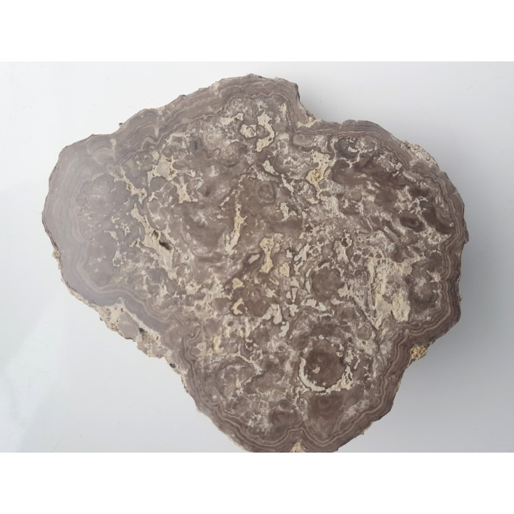 Stromatolit z okolic Zawiercia