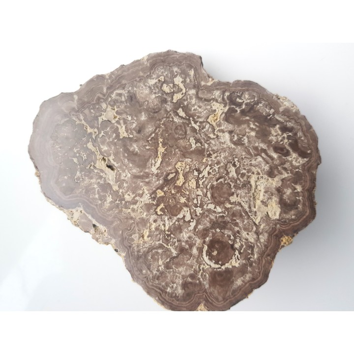 Stromatolit z okolic Zawiercia