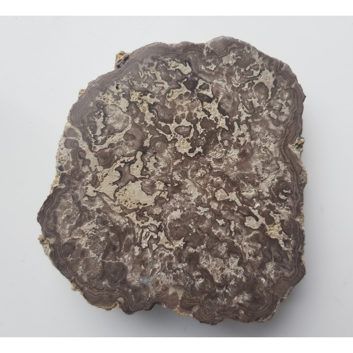 Stromatolit z okolic Zawiercia