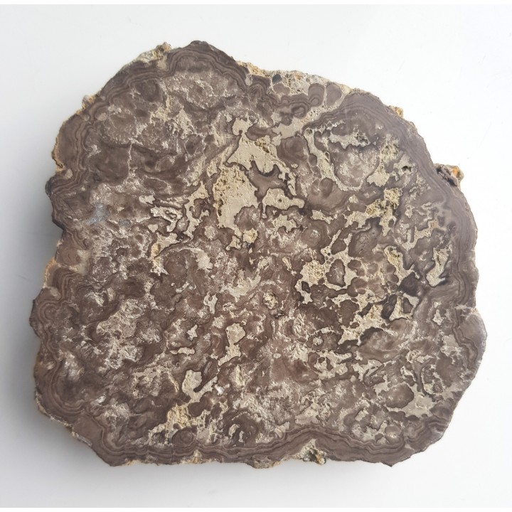 Stromatolit z okolic Zawiercia