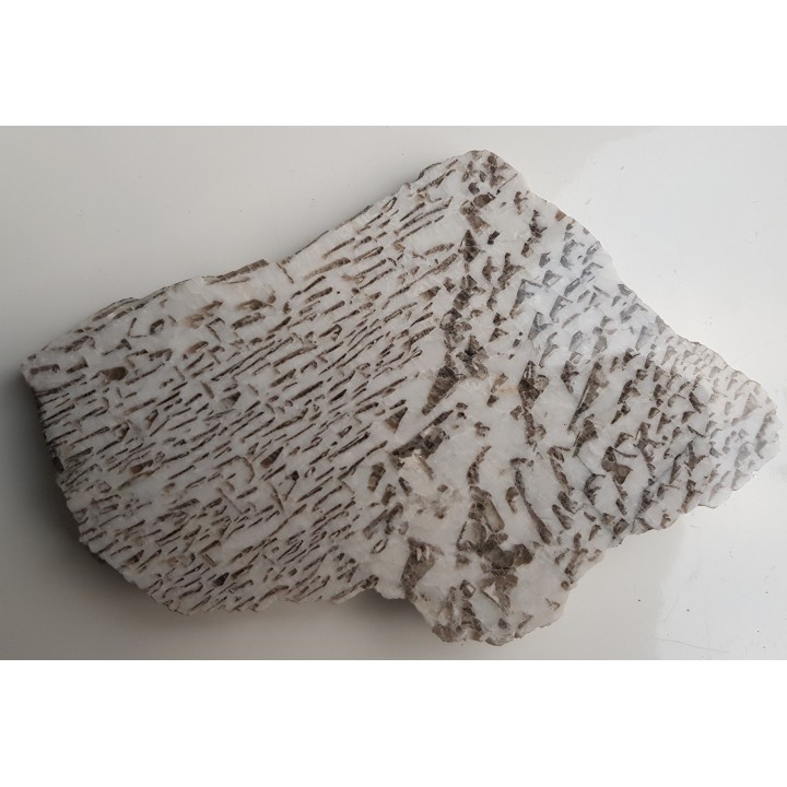 Plaster kamienia hebrajskiego z Piławy Grn.