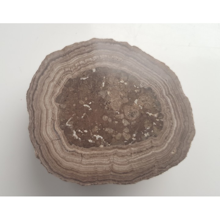 Stromatolit z okolic Zawiercia