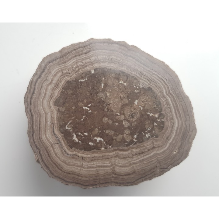 Stromatolit z okolic Zawiercia